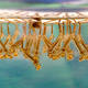 Image for article titled It's Time to Declare War on Mosquitoes
